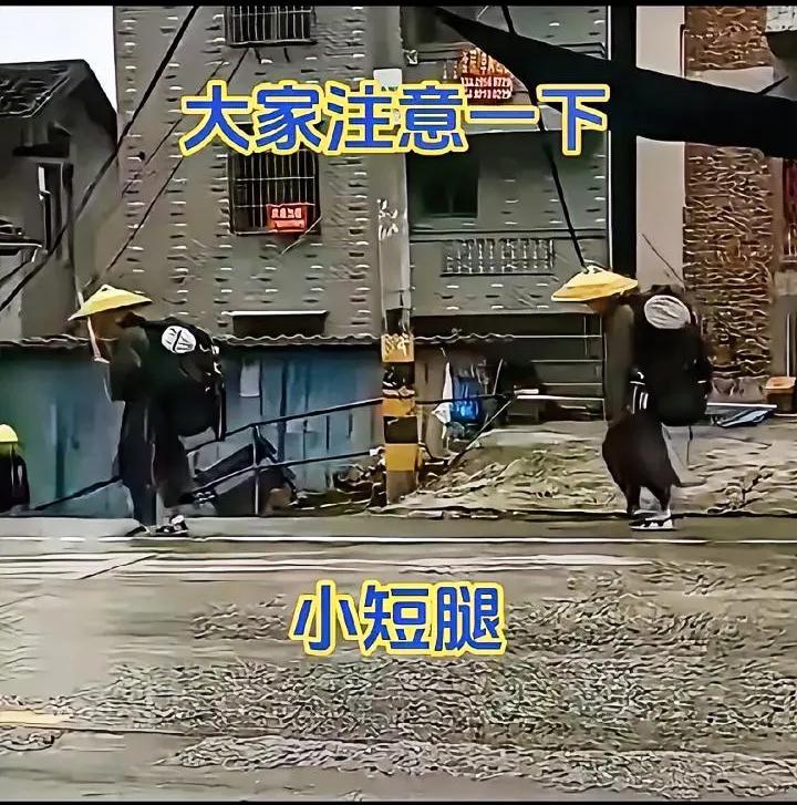 好奇怪，他们是谁？究竟在哪里？又在做什么呢？现在网上稀奇古怪的视频太多，咱们既