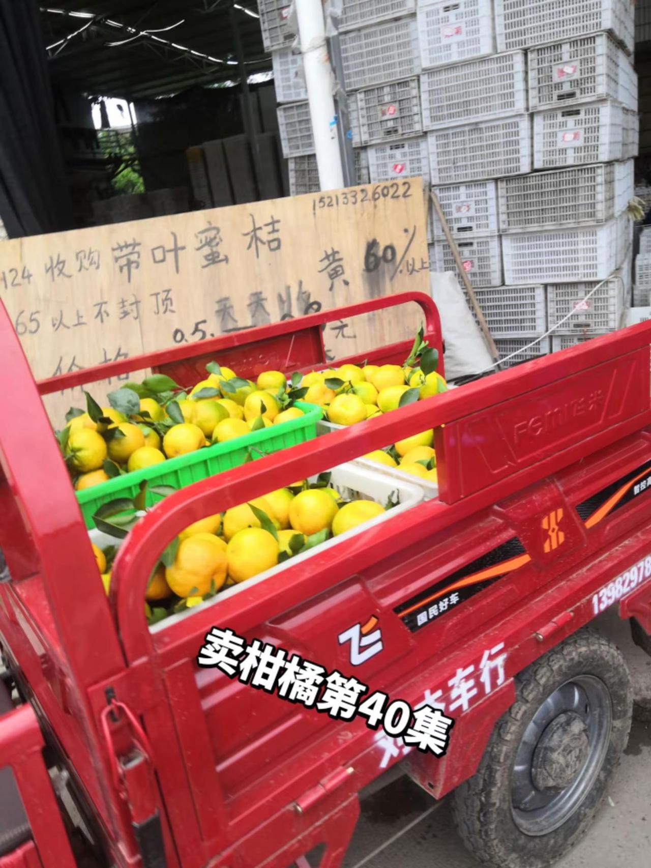 四川资阳柑橘之乡优质农产品记录我的生活果农的生活口感特别好