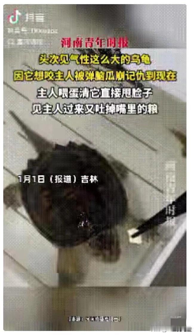 “彻底解释不清！”吉林，一女子在喂乌龟时险被咬，反手弹了它个脑瓜崩，不料，这乌龟