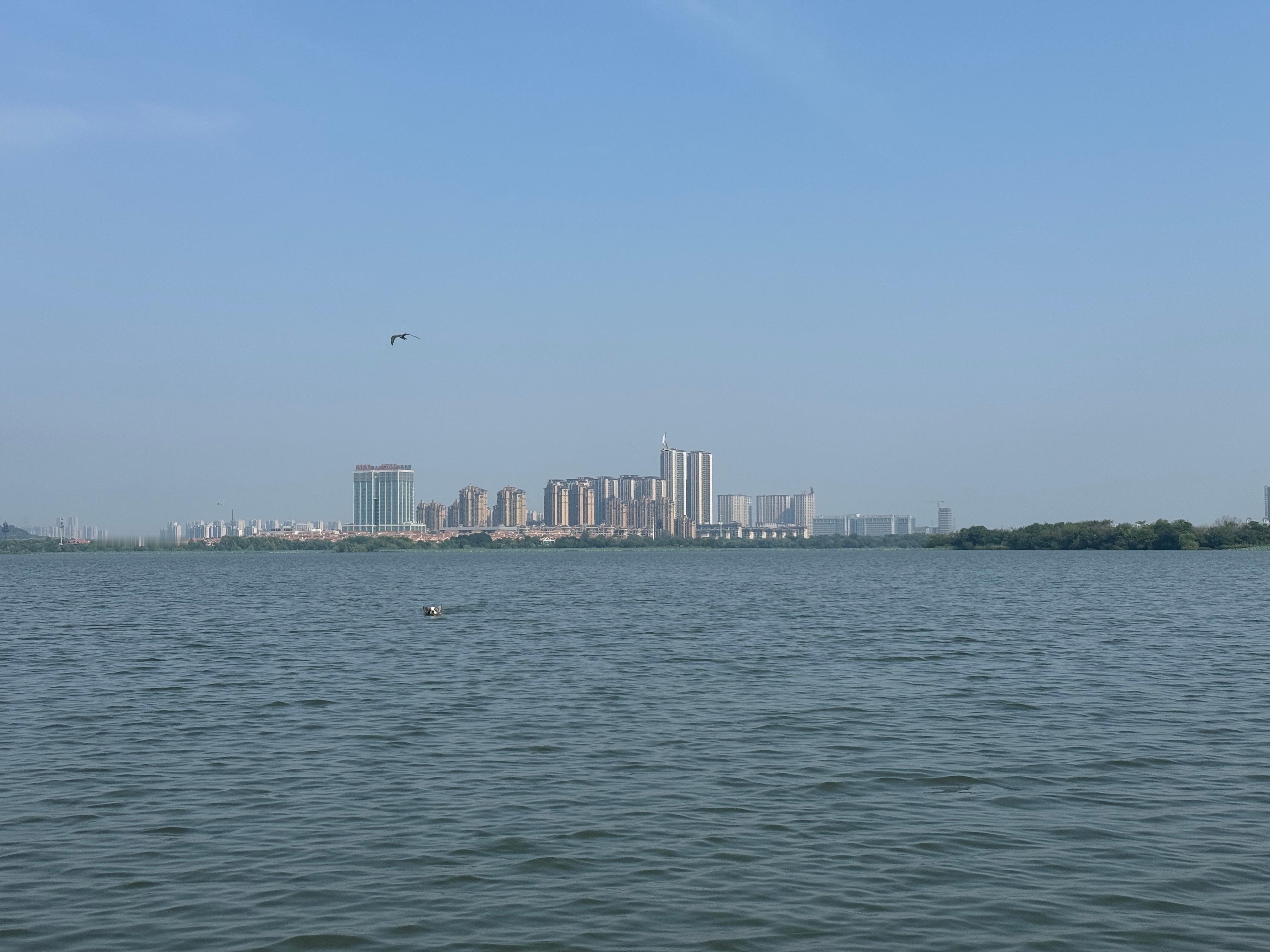 带着狗子划桨板配速1km10-12分钟狗子太沉了，跑来跑去，相当影响平衡纳米0