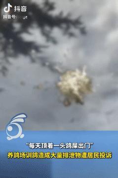辽宁盘锦，一女子早晨准备上班时，发现车顶有很多鸟屎，抬头一看，一群鸽子正在飞，事