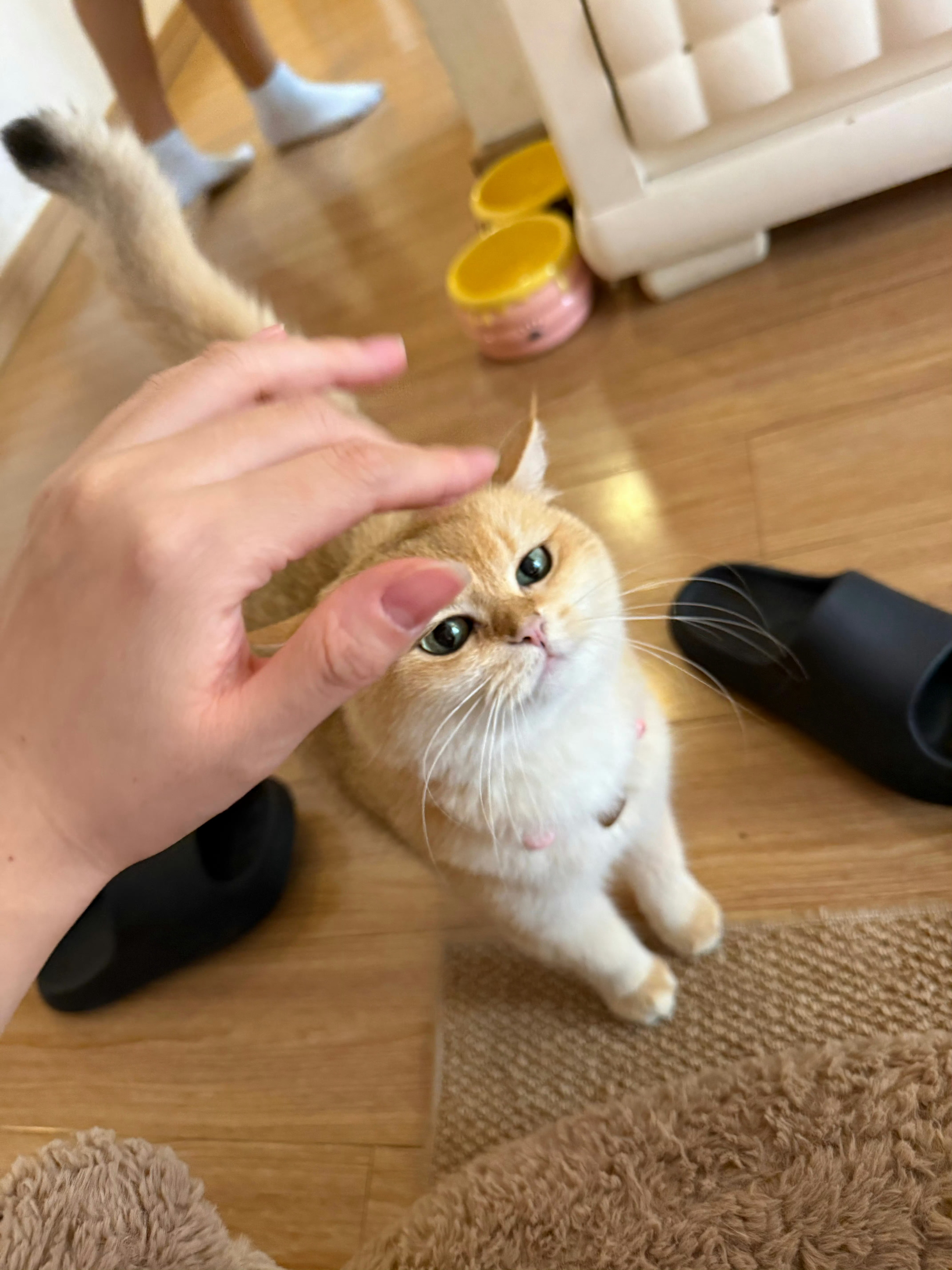 撸撸小猫咪准备睡觉了困困的​​​