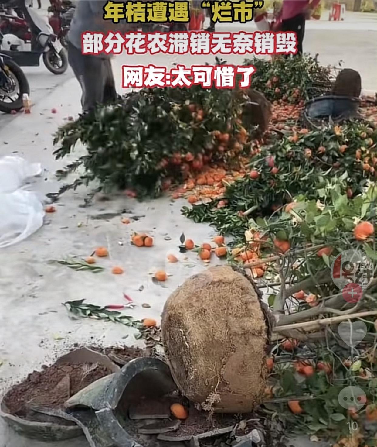 广东年花年橘，花农情愿砸烂都不便宜卖！其实，这种情况每年都有，到了除夕那天的