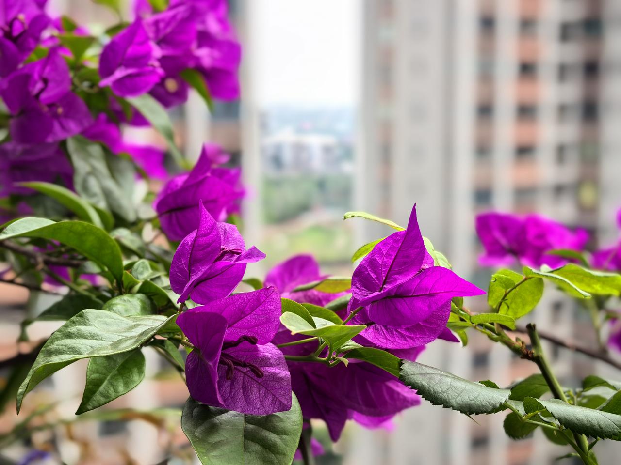 分享一张最近随手拍的照片夏天来了，阳台上的花花草草呈现出勃勃生机。三角梅，又称叶