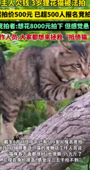 “连猫都有案底了！”3岁狸花猫因主人欠钱，竟被当作资产抵债法拍！没想到当网友得知