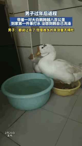 科学解释不清了，河南一小伙过年返程，800公里带回两只大鹅，到家一幕看呆了！