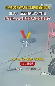 “220伏的电，电不死250的狗”？有一位网友分享了一件事，自己家刚满月的小
