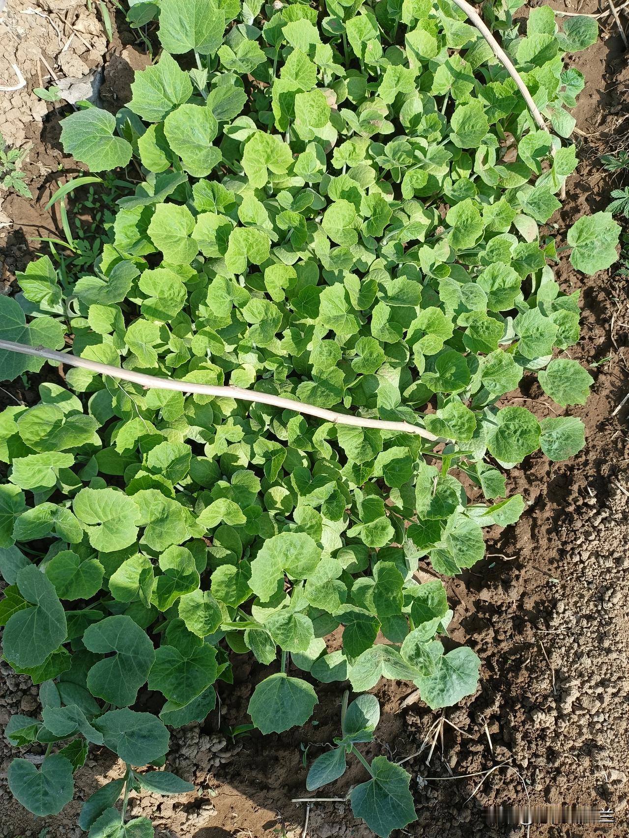 上午继续到菜园干活儿，今天的活儿是给菜园浇水，菜园里的菜都干了，必须浇水。早