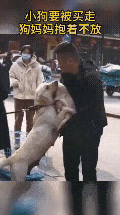小狗要卖给别人，狗妈妈舍不得小狗被人抱走，一直往前扑，抱着小狗不放，这一幕看着太