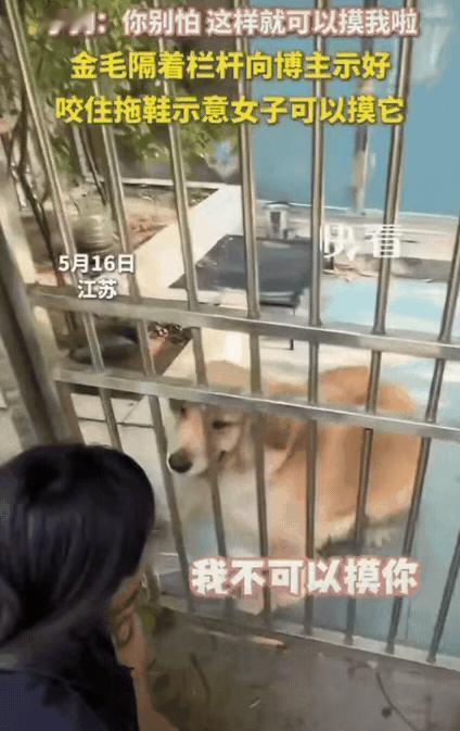 “太出乎意外了！”江苏，一女子出门闲逛时被一只关院里的金毛犬搭讪示好，她上前轻声