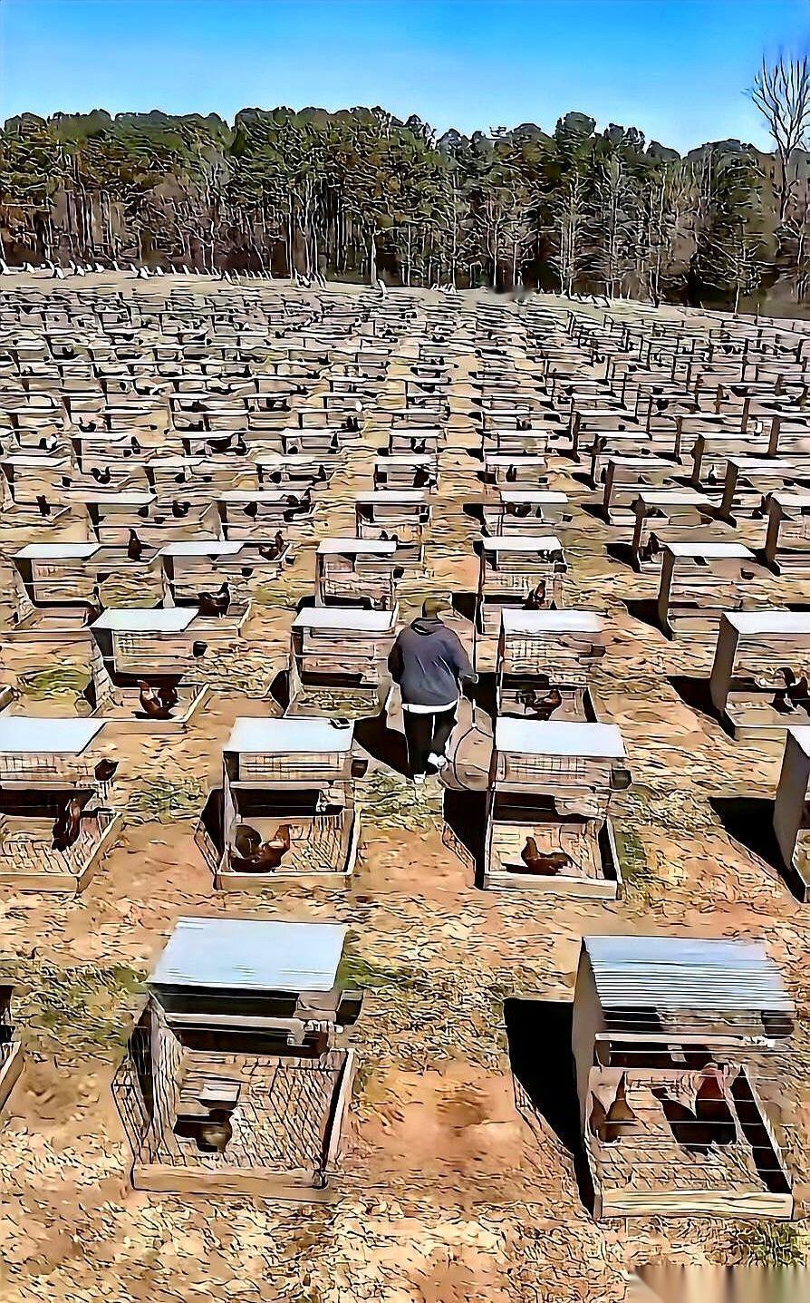 有些鸡，这辈子住的都比你好。你没听错。有家公司，专门给鸡盖“别墅”，让鸡住单