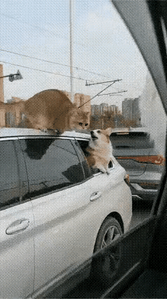 出门带宠物越来越多，因宠物互相打闹而引起主人互相斗殴也不在少数，大家应该各自带好