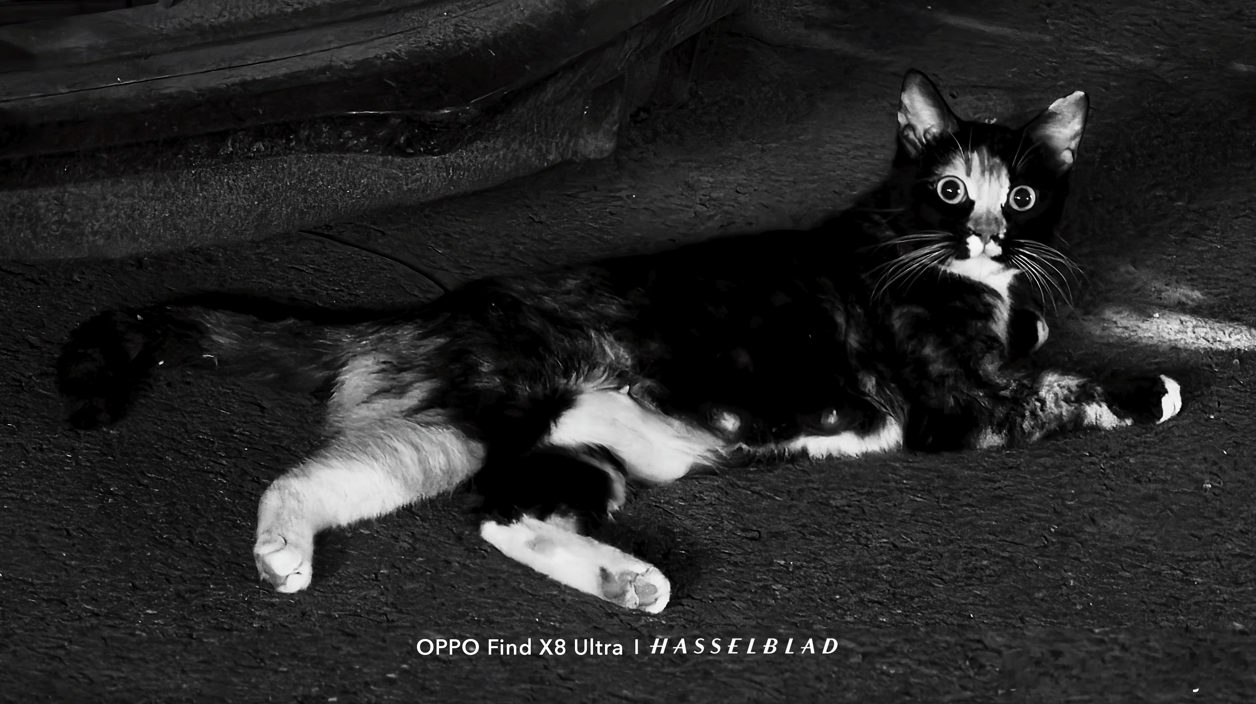 老黑的日常随拍oppo超影像oppoOPPO猫咪摄影猫咪摄影小🐱