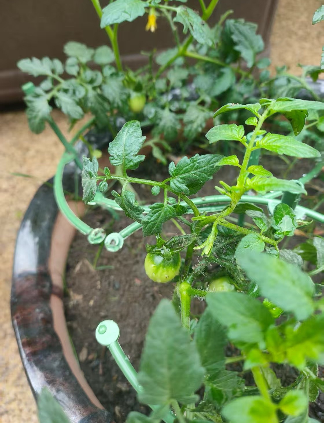 我妈最近好喜欢在直播间买那种瓜果蔬菜，晚上买明天上午就到了[跪了]所以我现在晚上