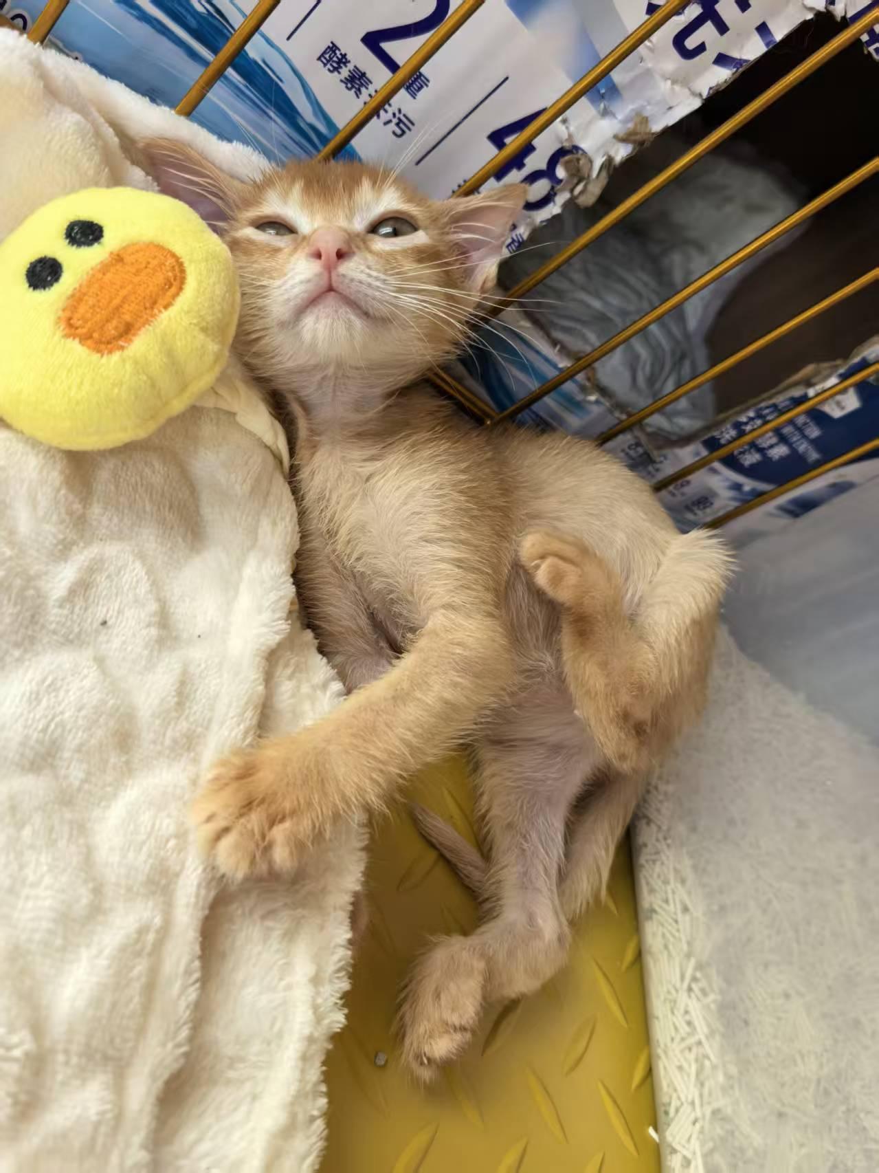 珠海，救助的小橘猫寻找爱心领养宠物品种:小橘子宠物名：叨咕性别：公