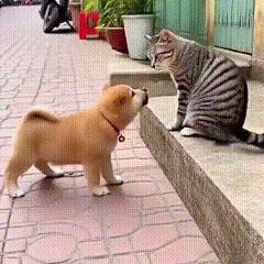 笑到打鸣！小奶狗“挑衅”狸猫反被扇，秒怂找妈太逗了刷到个视频直接笑出眼泪！