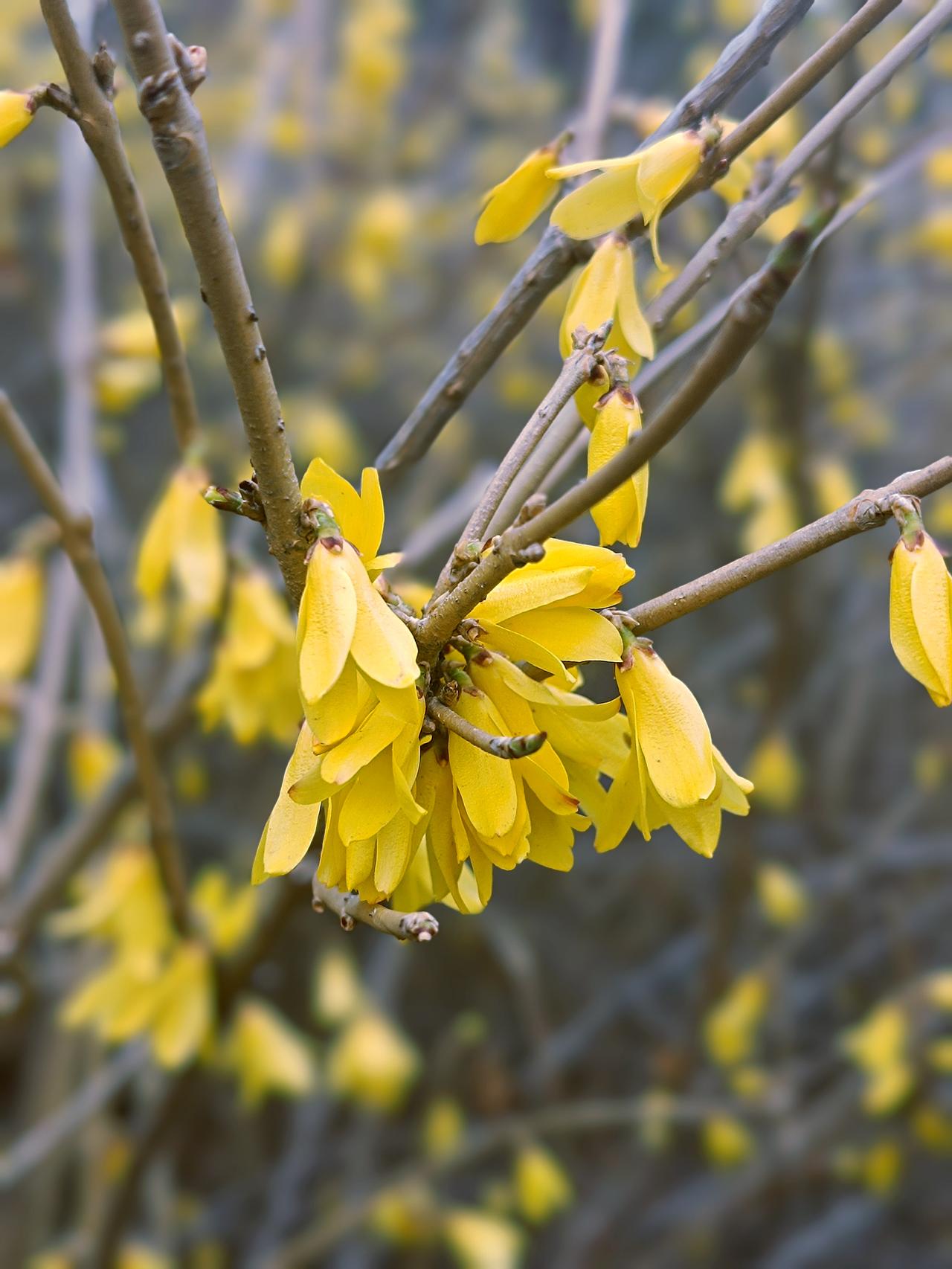随手拍张照哈尔滨的连翘花迎着料峭春风悄然绽放，四瓣嫩黄缀满棕褐枝条，远看如金色长