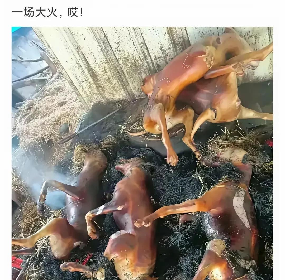 这火候掌握得不错是个大厨了得了的