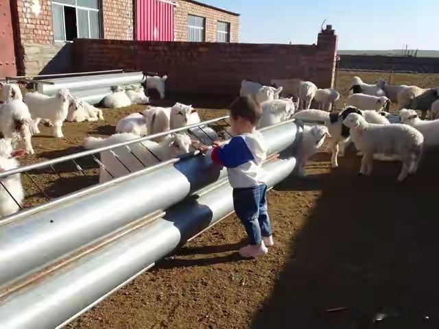 月薪1.6万招夫妻放羊，疯抢背后：你向往的自由，是普通人扛不住的孤独内蒙古