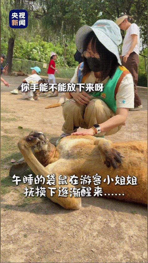 “笑发财了！”上海野生动物园，游客小姐姐激动的上前rua袋鼠，脑袋很好摸，手感像