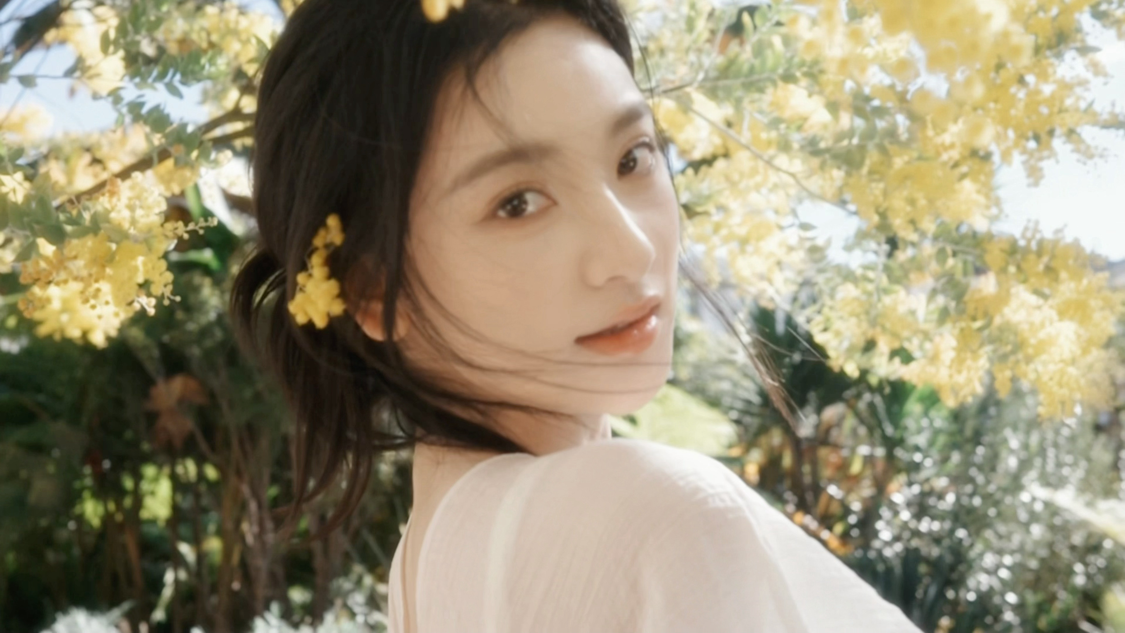 大理的金合欢好美大理·大理古城