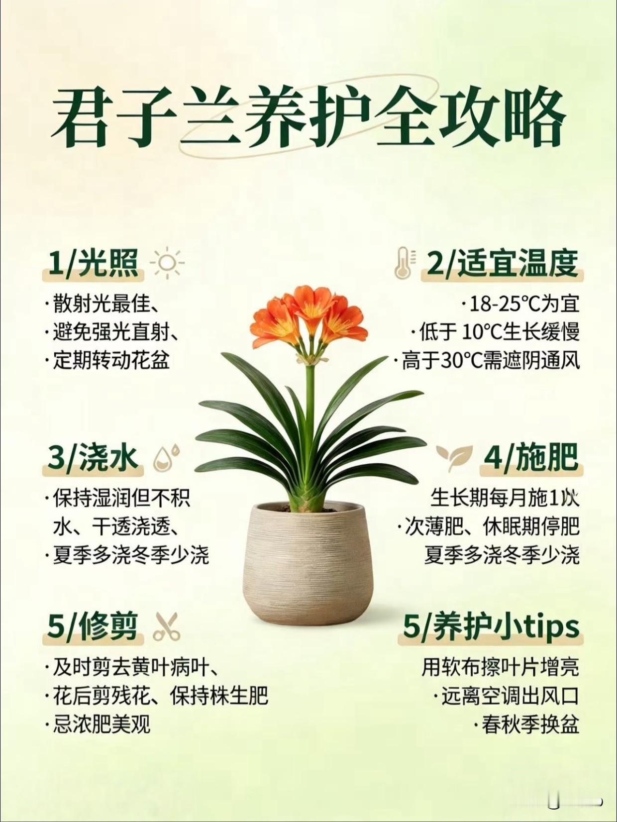 养花避坑④：君子兰养护全攻略，新手也能养开花（附5大核心口诀）这是新手养花