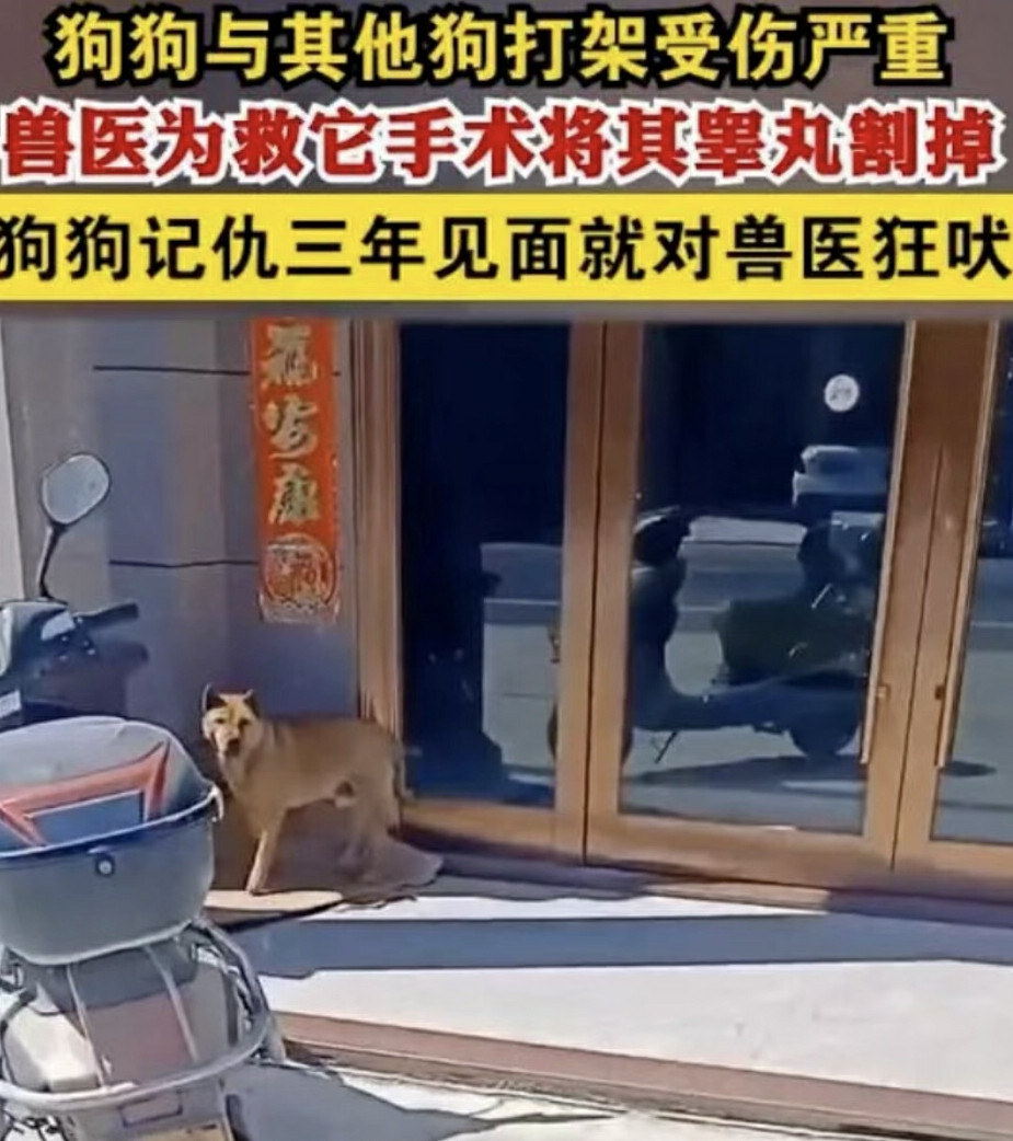 狗狗：割蛋之仇，刻骨铭心。
