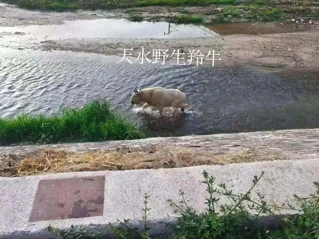 天水每年不出点新闻都对不住“天水”这这么有诗意的名字，五一刚过麦积山石窟的热度还
