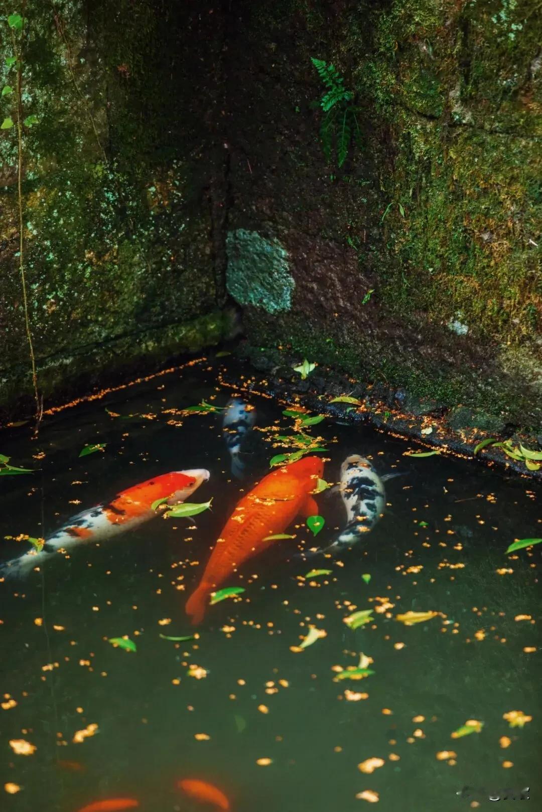 上联:斜晖乱影迷人眼下联:落红逐水醉客心横批:花影流光