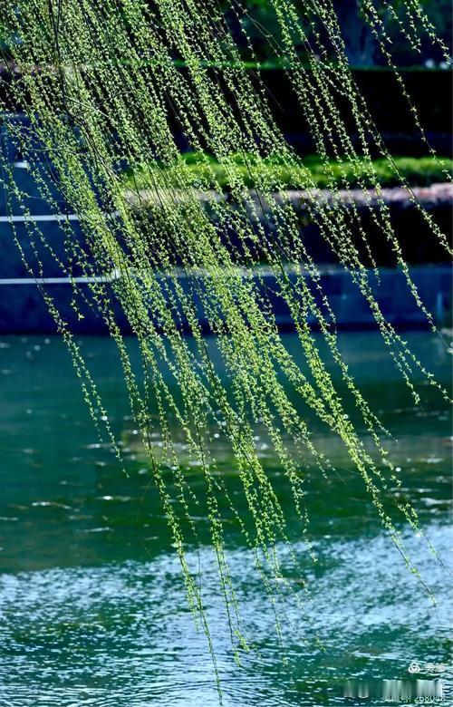 上联：柳借春风舞青丝，下联：菊凌寒露傲金甲，下联：梅迎冬雪绽白花。