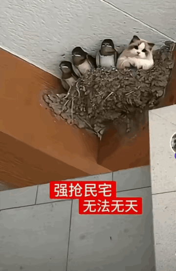 燕子：还有王法吗？还有主人吗？