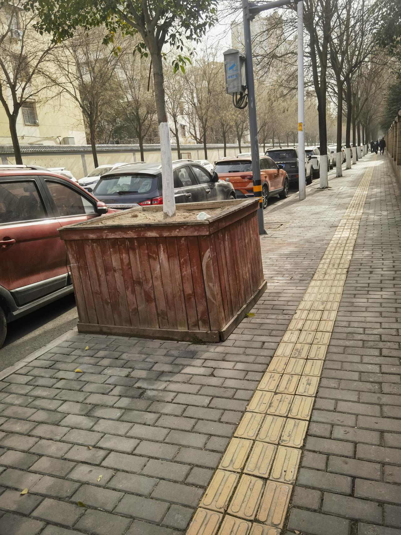 太奇葩了！看看这个行道树怎么啦？为啥要这样呢？？