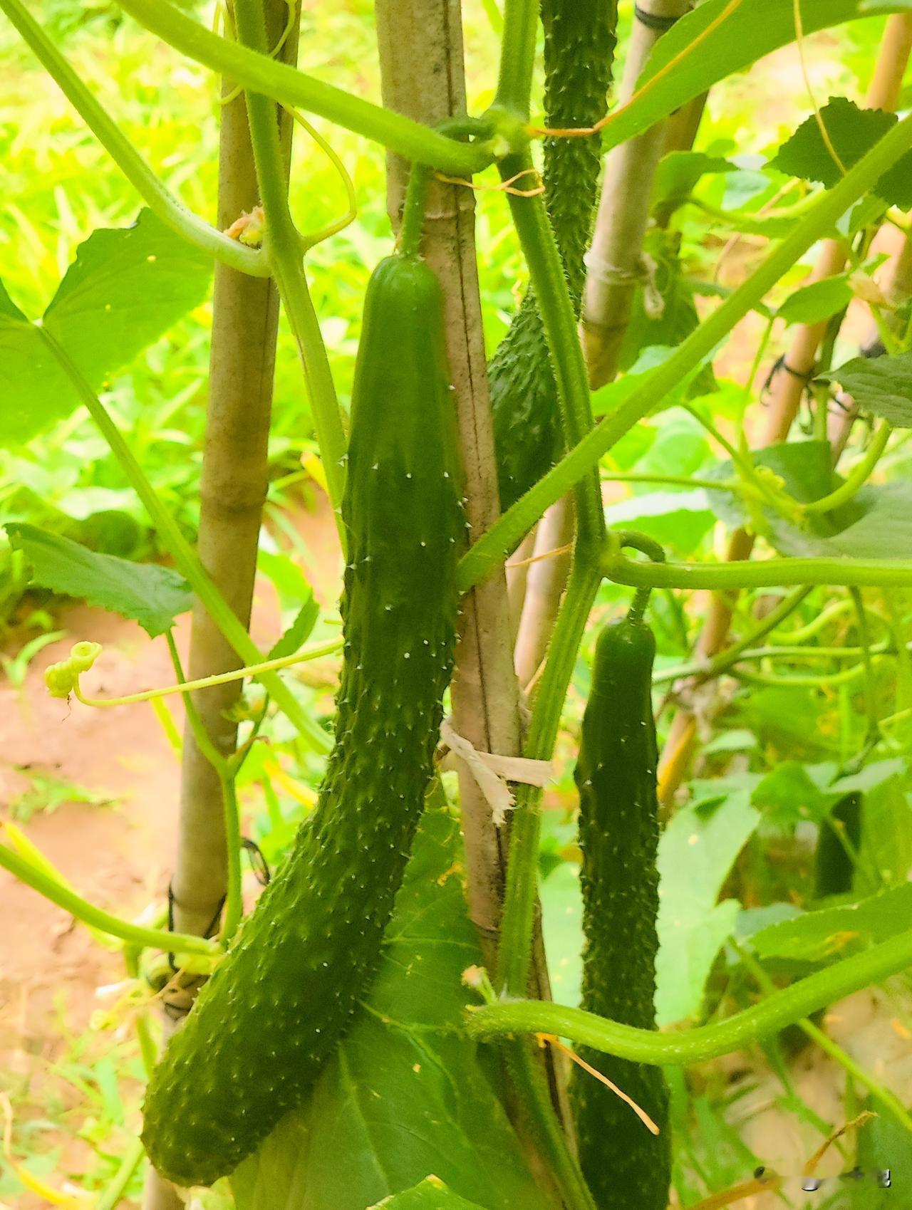 小菜园今年种植的黄瓜品种:绿刺长黄瓜，白色水果黄瓜，白玉黄瓜。最近白色水果