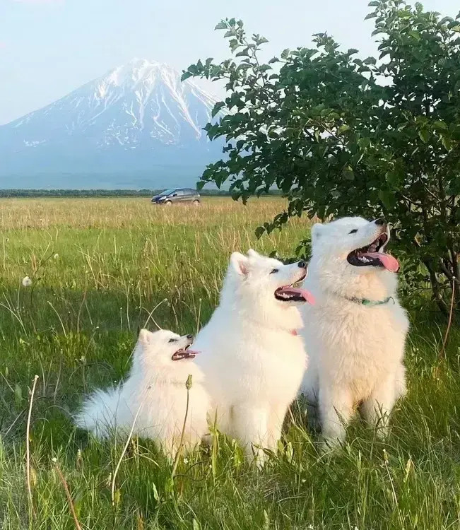 有了这三只小狗信号马上变好！