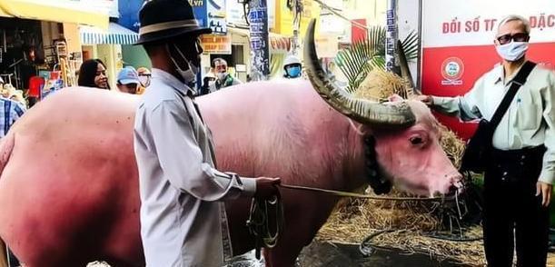 2001年，越南一农民3400元买下一头粉色水牛，20年后，一名中国富商出价28