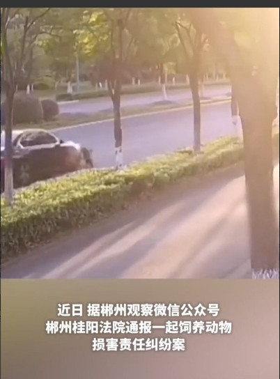 湖南郴州，一男子驾车不慎碾压了路边窜出的黑狗，然后扬长而去。不料，受惊黑狗竟转头