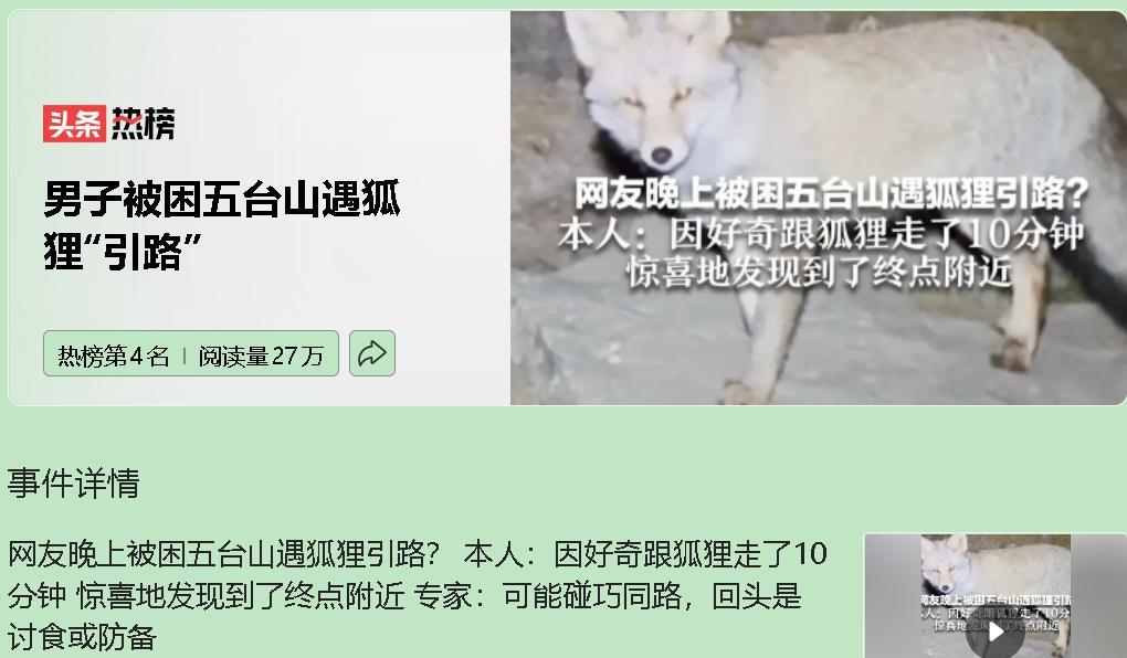 这只五台山的“引路灵狐”，可能正饿着肚子找你讨吃的。最近有网友说，自己在五台山