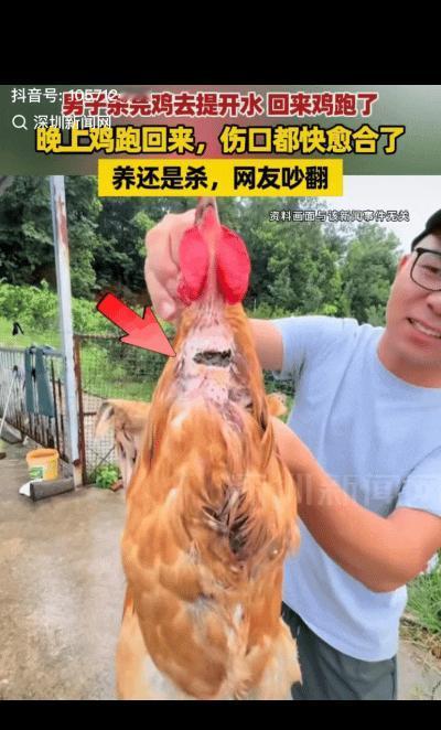 万万没想到！8月14日，湖北荆州，一男子准备宰杀家中的公鸡，放完血后见鸡已经不动