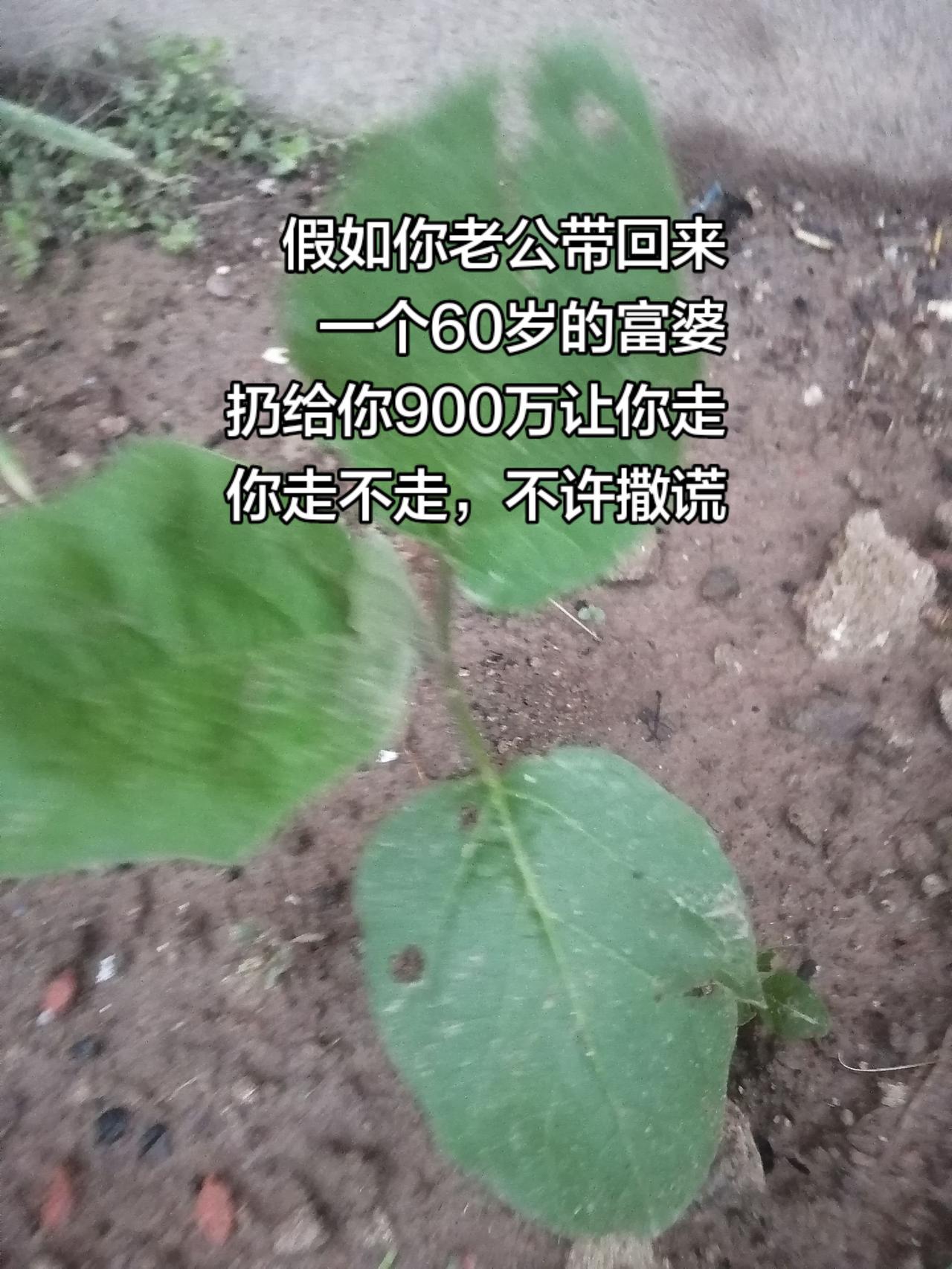 灵魂拷问人间真实成年人的世界
