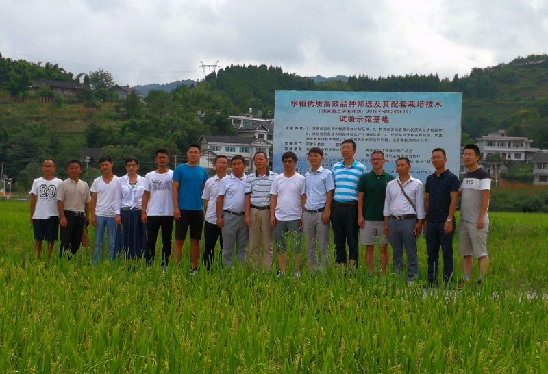 贵州省农科院水稻所在湄潭召开国家重点研发计划现场观摩研讨会