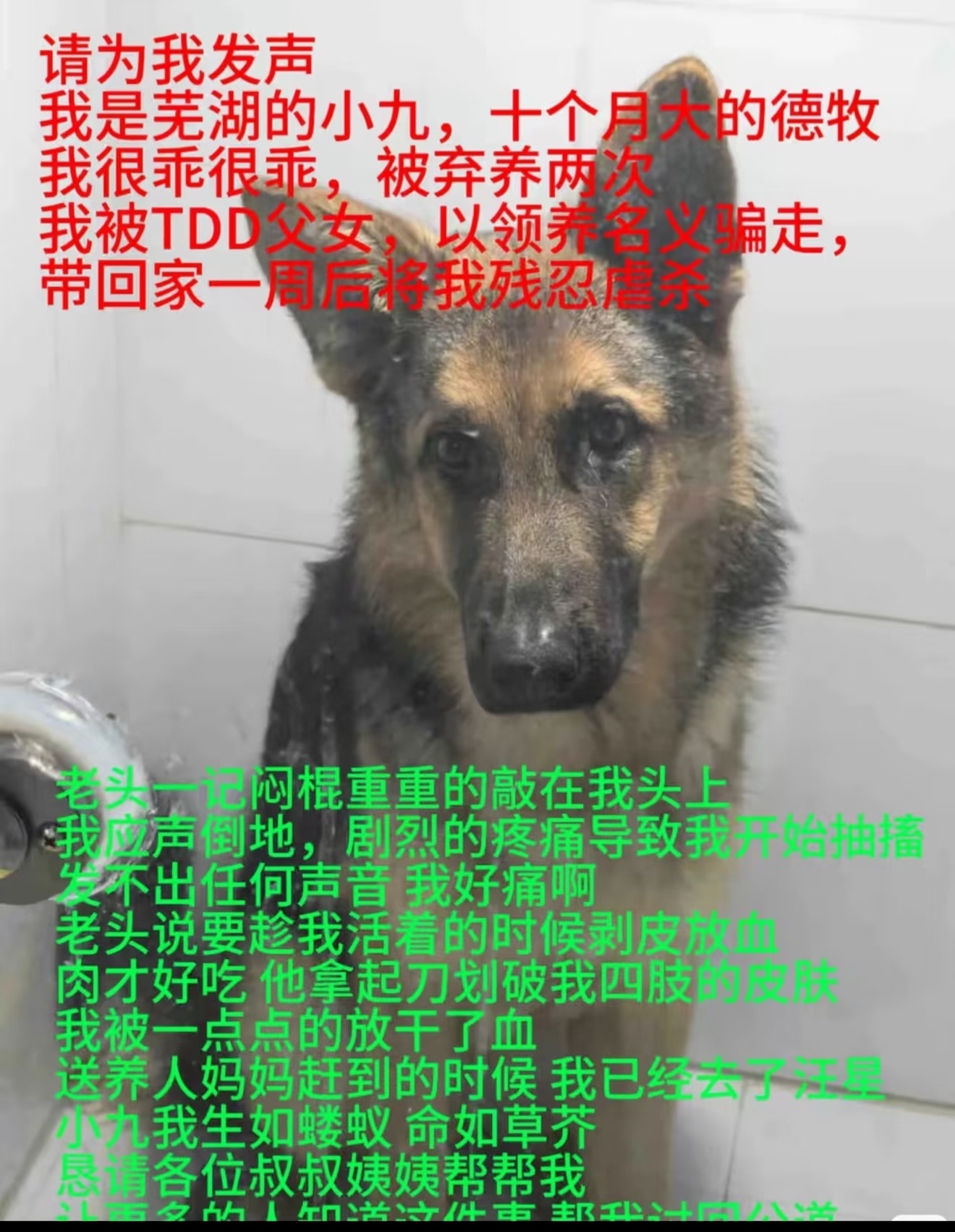网红狗被偷宰杀警方已刑事立案