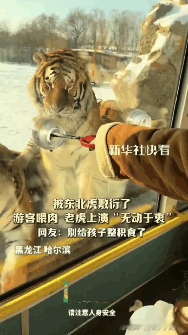 “笑不活了！”黑龙江，女子去东北虎林园打卡，特意买了牛肉去投喂老虎，本以为会被疯