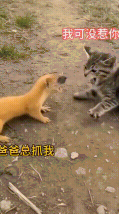 黄鼠狼这是飘了？敢主动找猫咪决斗，结果被喵星人一招锁喉制服，看那样