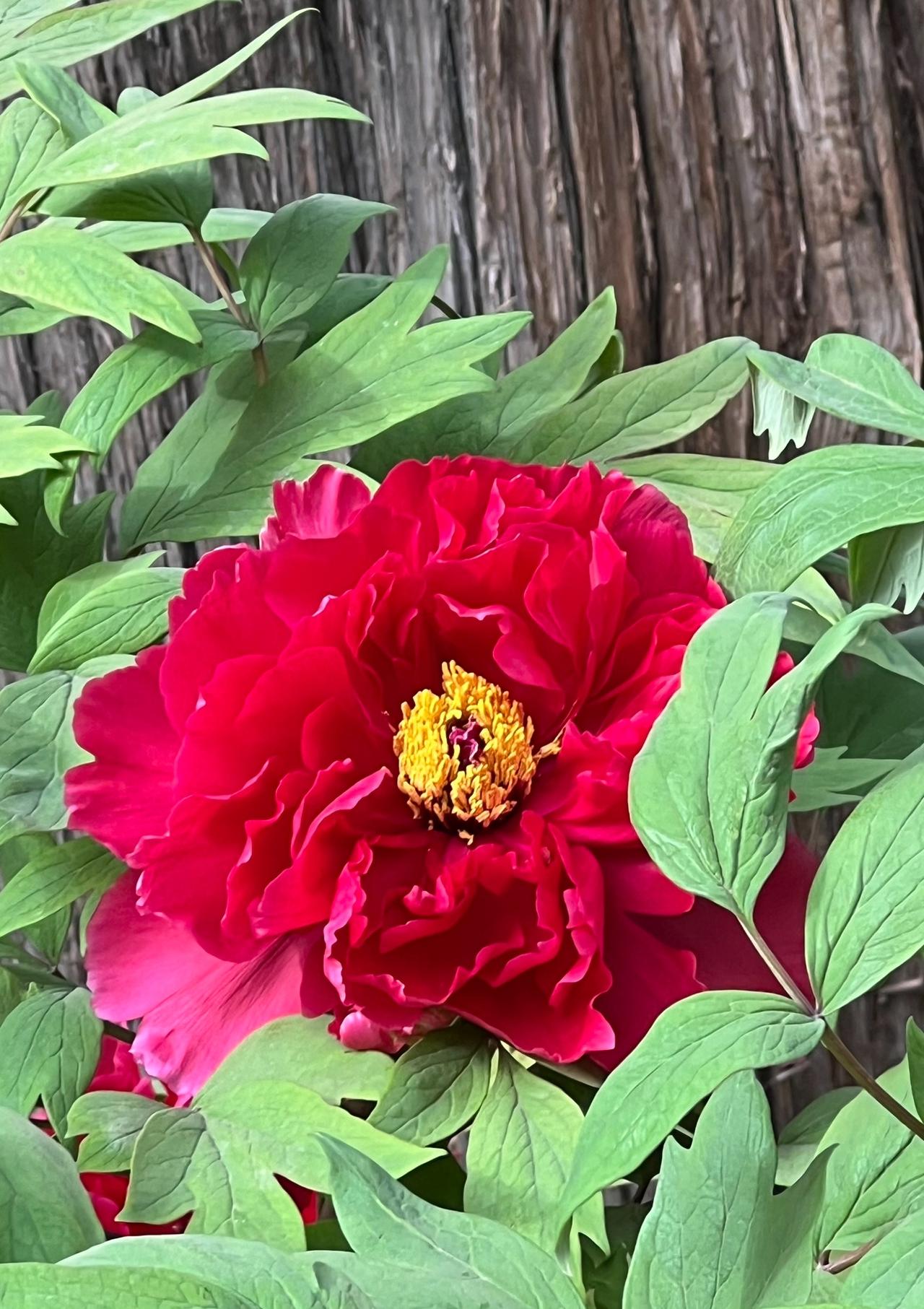 牡丹花，真的是尽显富贵与美丽！在景山公园里欣赏牡丹花，是人生中最美好的时光，走