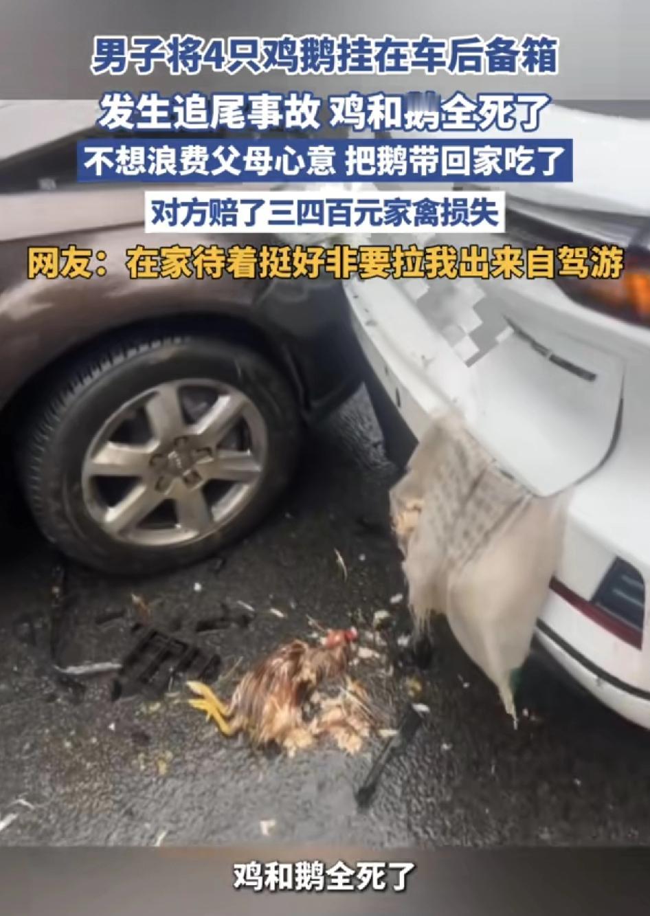 湖北襄阳一男子春节返程回广东上班，出发之前，父母给男子带上了家里养的鸡鸭。为了不