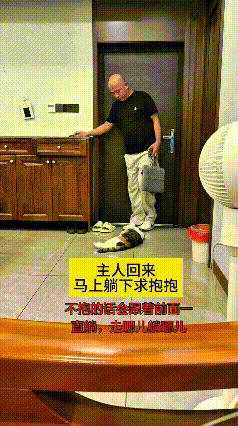 瞅瞅这小猫咪也太精了吧！主人一回家，立马躺地上撒娇求抱抱。主人先换鞋、放东西，没