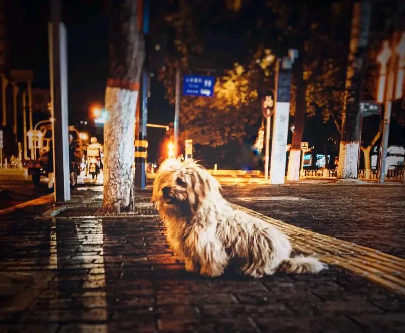 我发现爱狗人士特别喜欢拿特殊犬种来说事，为证明狗是人类的好朋友这句话，一说就提起