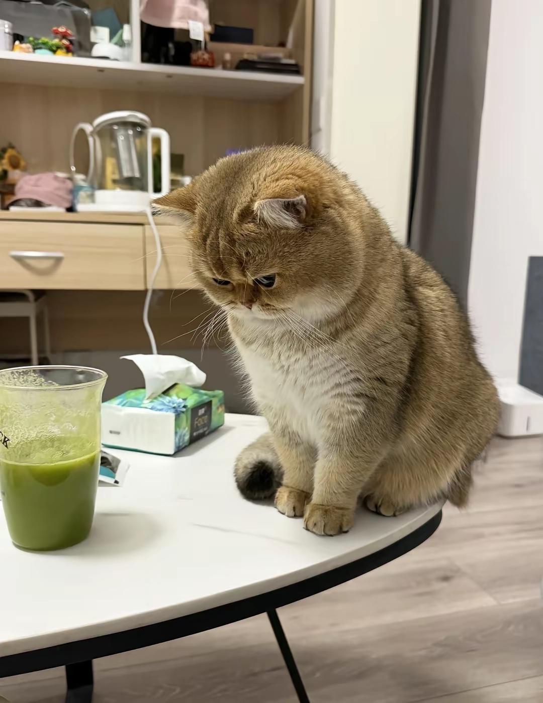 自从老公养了它我的地位已经受到威胁最关键的是它还不让我抱我老公随便抱都没事