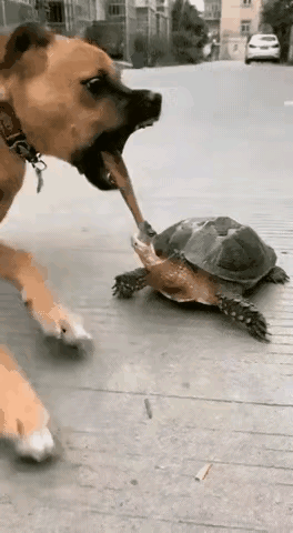 狗狗对主人新买回来的乌龟产生了浓厚的兴趣，它不时地用爪子拨弄拔弄乌龟的小脑壳，乌