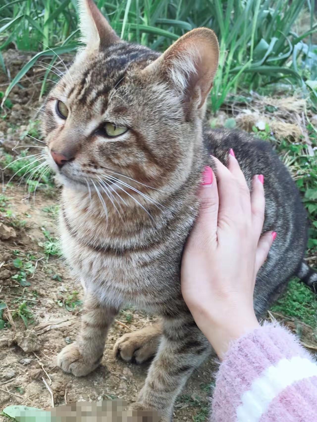 好乖的猫咪